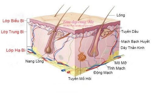 Mô hình tổng quan về cấu trúc da.