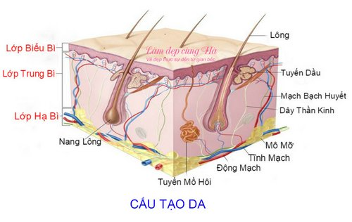 Giải phẫu cấu trúc da - Hãy đọc để có một làn da đẹp