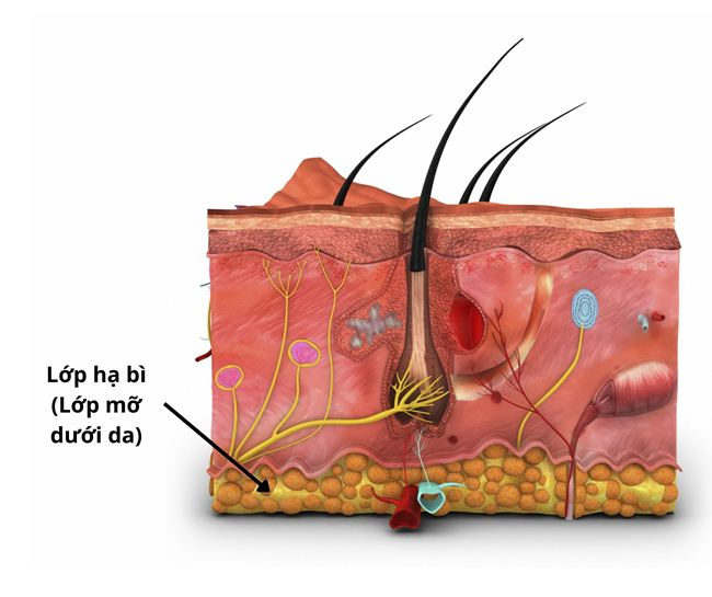 Lớp hạ bì trong mô hình cấu trúc da cơ bản.